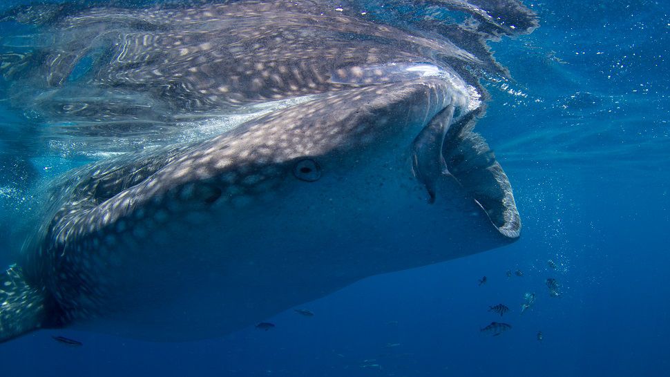 Scientists from MOTE were able to tag two whale sharks this week thanks to sightings reported by the public. (Conor Goulding with the Mote Marine Laboratory)