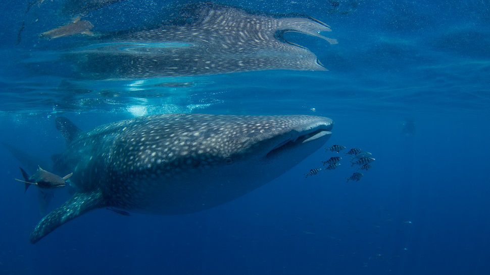 Scientists from MOTE were able to tag two whale sharks this week thanks to sightings reported by the public. (Conor Goulding with the Mote Marine Laboratory)