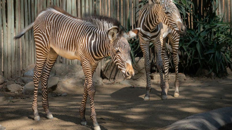 Grevy's Zebra  Sacramento Zoo