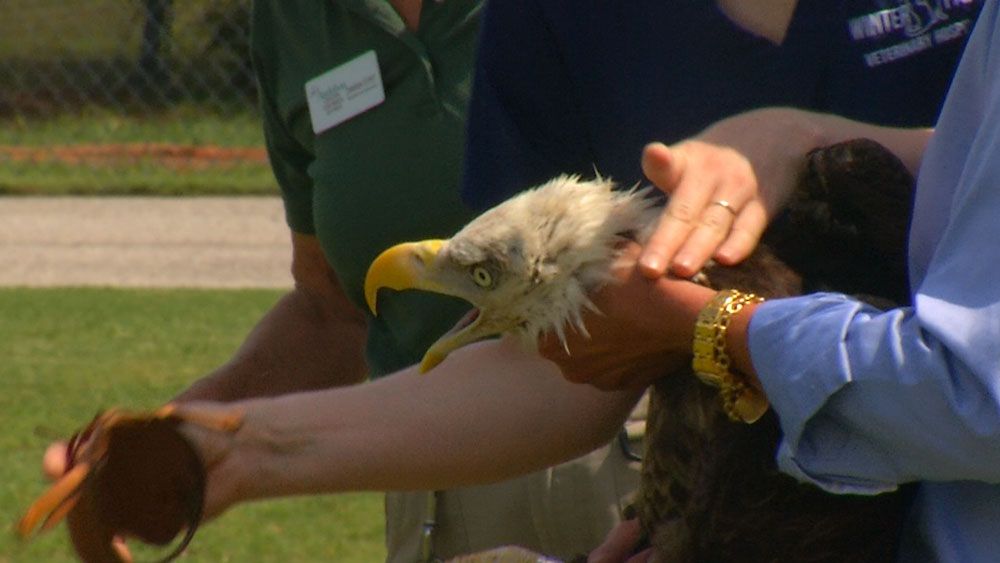 Audubon Center officials remove a bald eagle's cap moments before he is released back into the wild. The center cared for the eagle after it was rescued back in March. (Vincent Earley, Staff)