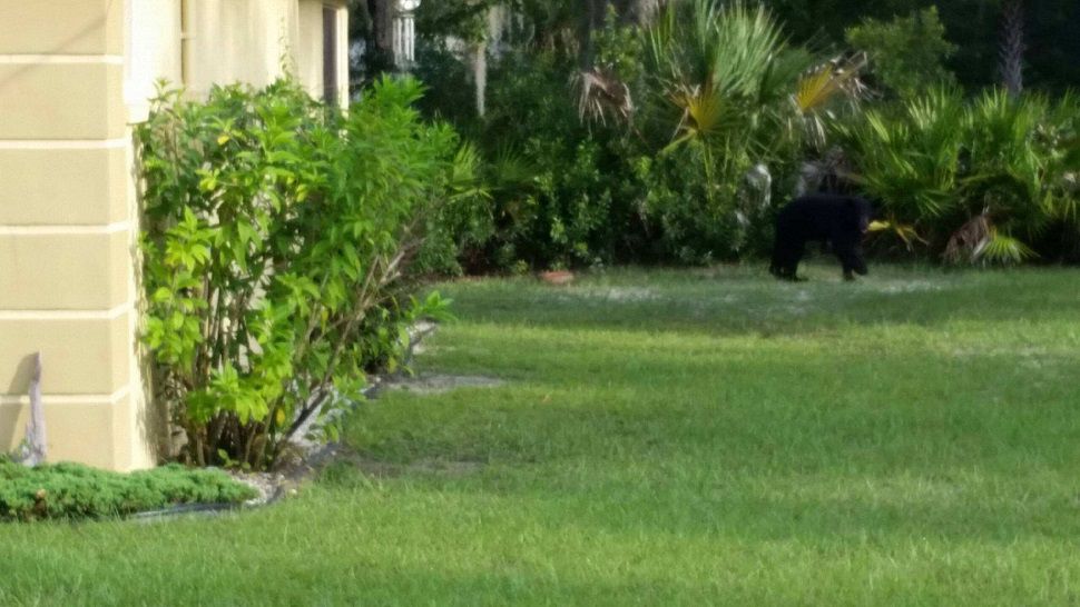 The black bear was seen wandering around West Belfast Street, off Country Road 488. (Citrus County Sheriff's Office)