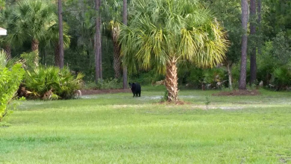 The black bear was seen wandering around West Belfast Street, off Country Road 488. (Citrus County Sheriff's Office)