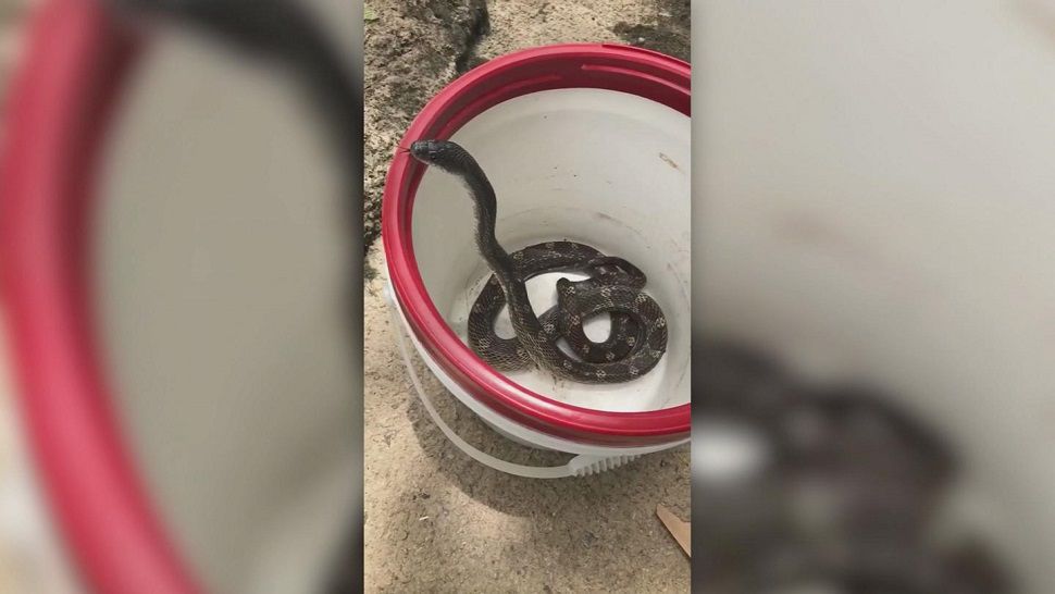 A Tennessee woman found herself in a tricky situation this week. The woman said she felt a snake slithering up her leg while driving! Ekkk!