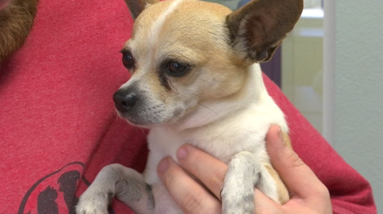 One of two senior-aged chihuahuas left abandoned at SPCA of Titusville Monday. (Greg Pallone, Spectrum News)