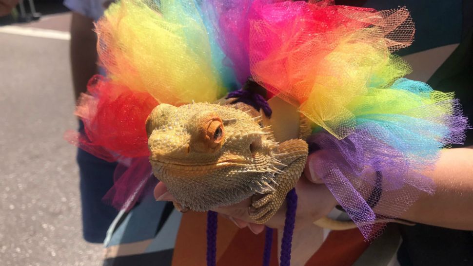Oscar wears a rainbow-colored tutu as he (and owner Heather McKay) attend St. Pete Pride on Sunday. (Gabrielle Arzola/Spectrum Bay News 9)