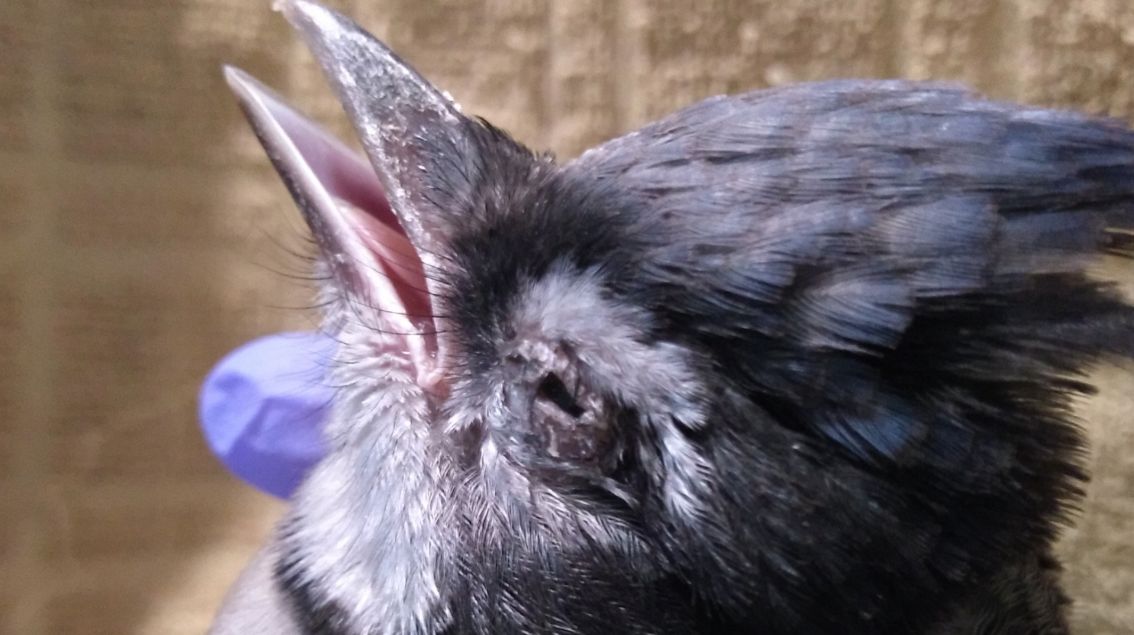 Birds are dying unexpectedly in parts of Kentucky