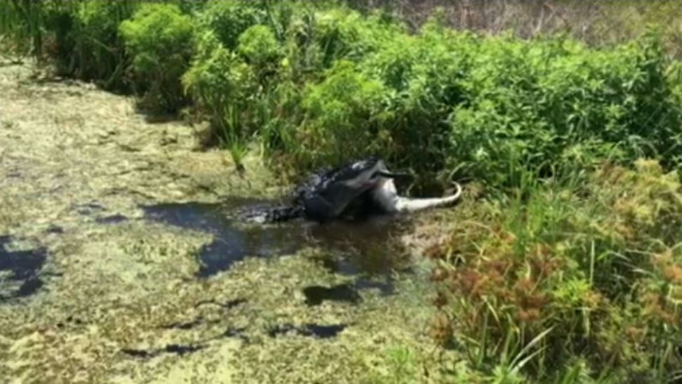 A large alligator was spotted eating another gator along at the Lake Apopka Wildlife Drive on Saturday. (Keith Small, viewer)