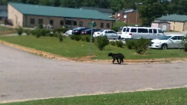 Bear in Franklinton