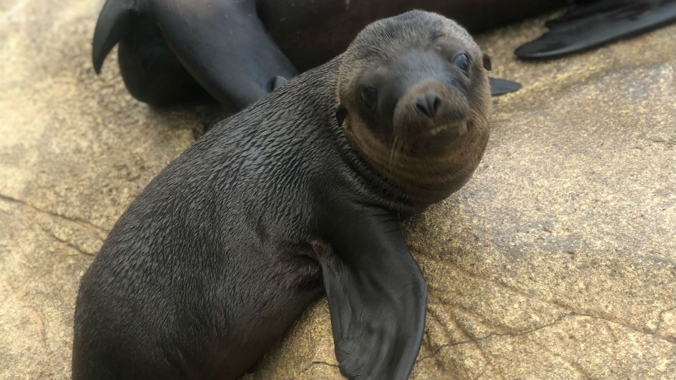 SeaWorld San Antonio Welcomes New Sea Lion Pup