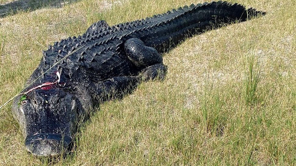 Parts of a man's body were found in an alligator's mouth in Fort Meade on Thursday, according to authorities. (Courtesy of Florida Fish and Wildlife Conservation Commission)