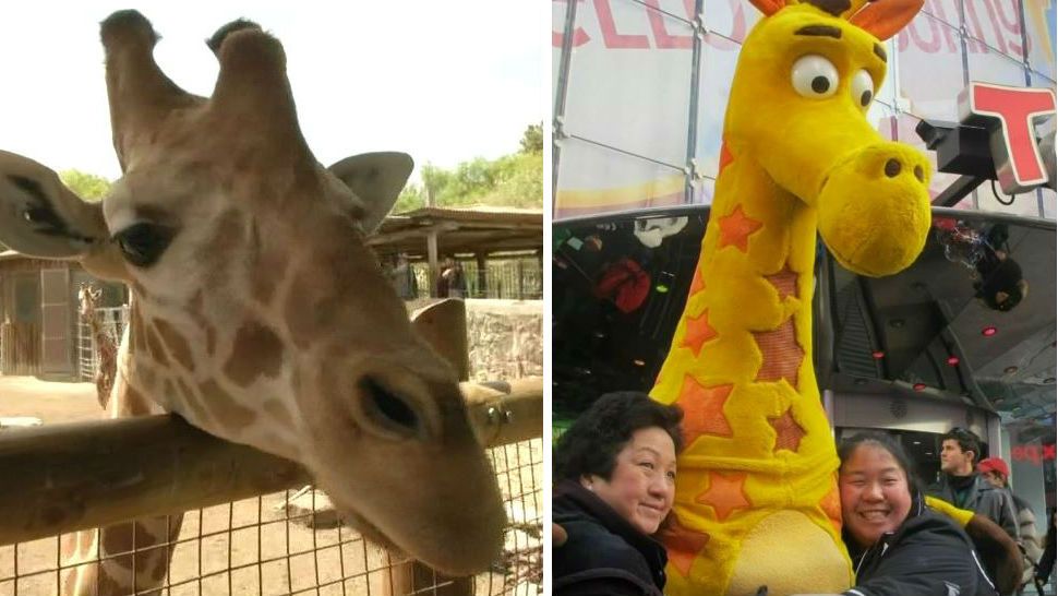 SA Zoo asking Toys R Us to save Geoffrey Giraffe