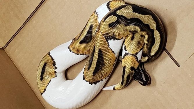 snake