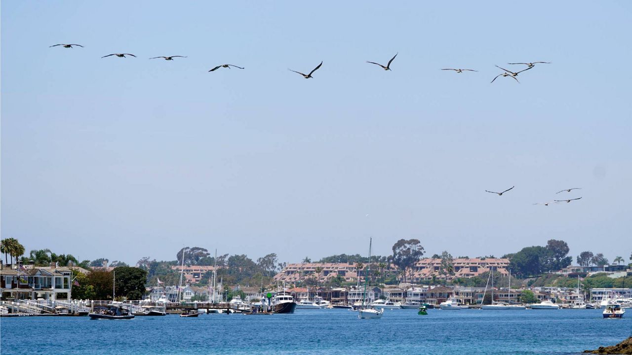 Brown pelicans released into the wild fly at Corona Del Mar State Beach in Newport Beach, Calif., on June 17, 2022. (AP Photo/Damian Dovarganes)