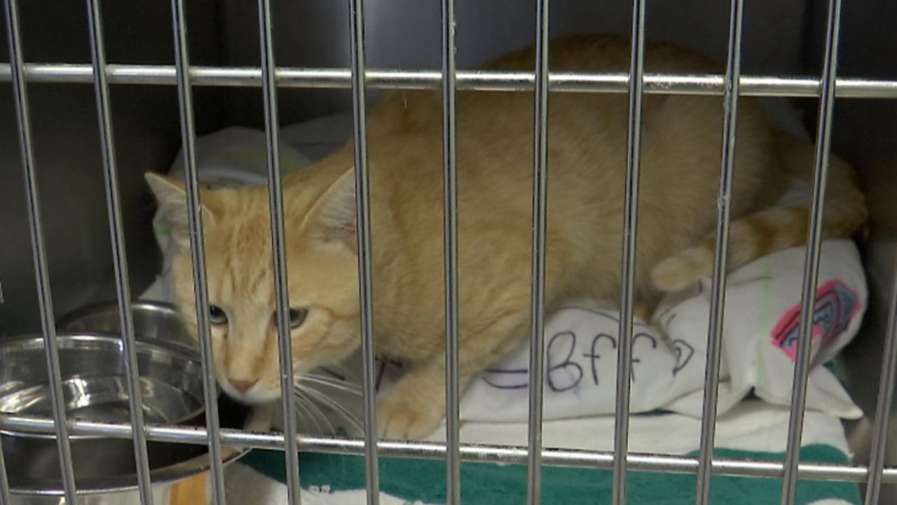 AIDS Positive Cat Raises Awareness in New Bern