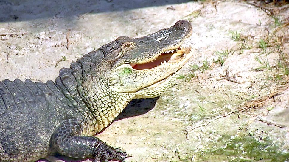 Alligators can be especially aggressive during mating season, experts at Gatorland say. (Courtesy of Gatorland)