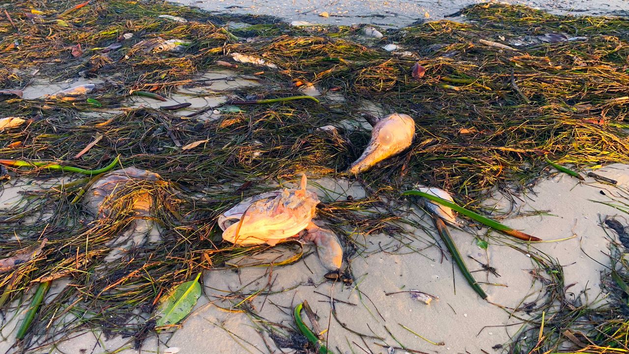 Hillsborough County has closed the beaches at Apollo Beach Nature Park and EG Simmons Park due to red tide in Tampa Bay. (Spectrum Bay News 9/Tim Wronka)