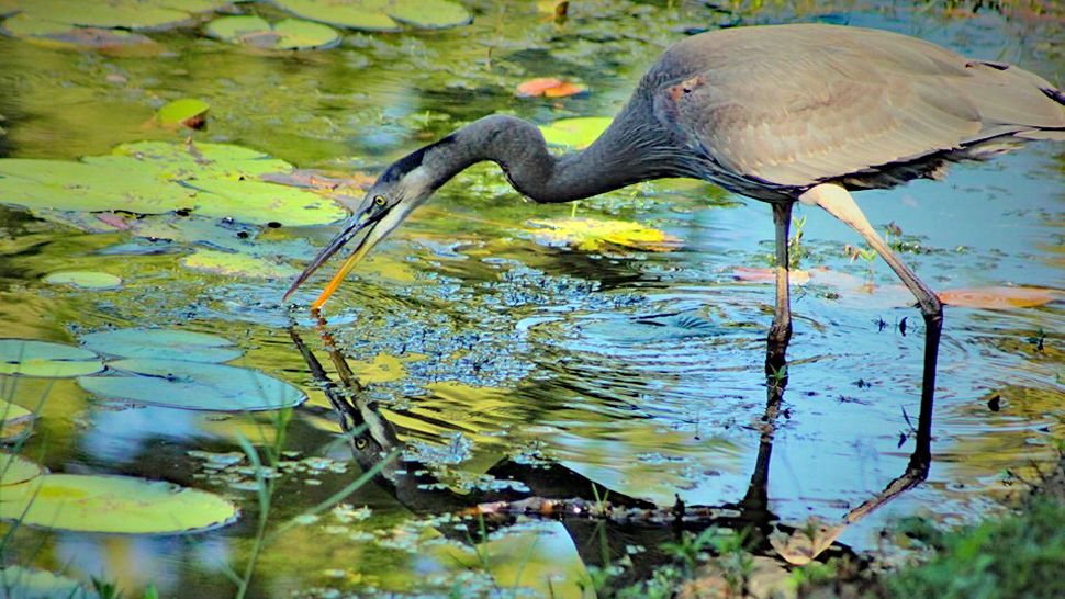 Sent to us with the Spectrum News 13 app: A great blue heron sees its reflection in an Orlando pond on Sunday, July 14, 2019. (Jackie Mandras/viewer)
