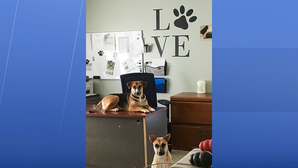 "We have the space for about 150 dogs and about 200 cats. Right now we have probably 170 dogs and probably closer to 300 cats," said Whitney Boylston, Lake County's director of the Office of Animal Services. (Spectrum News 13)