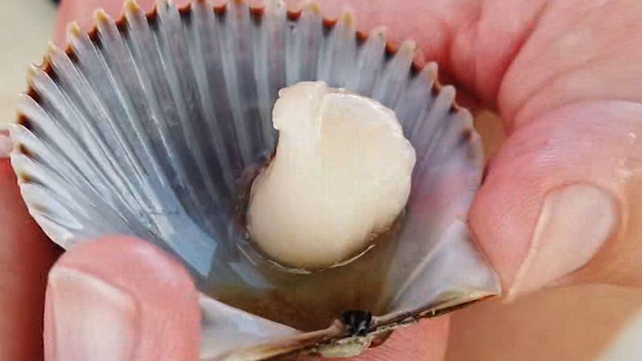 scallop 2 watch