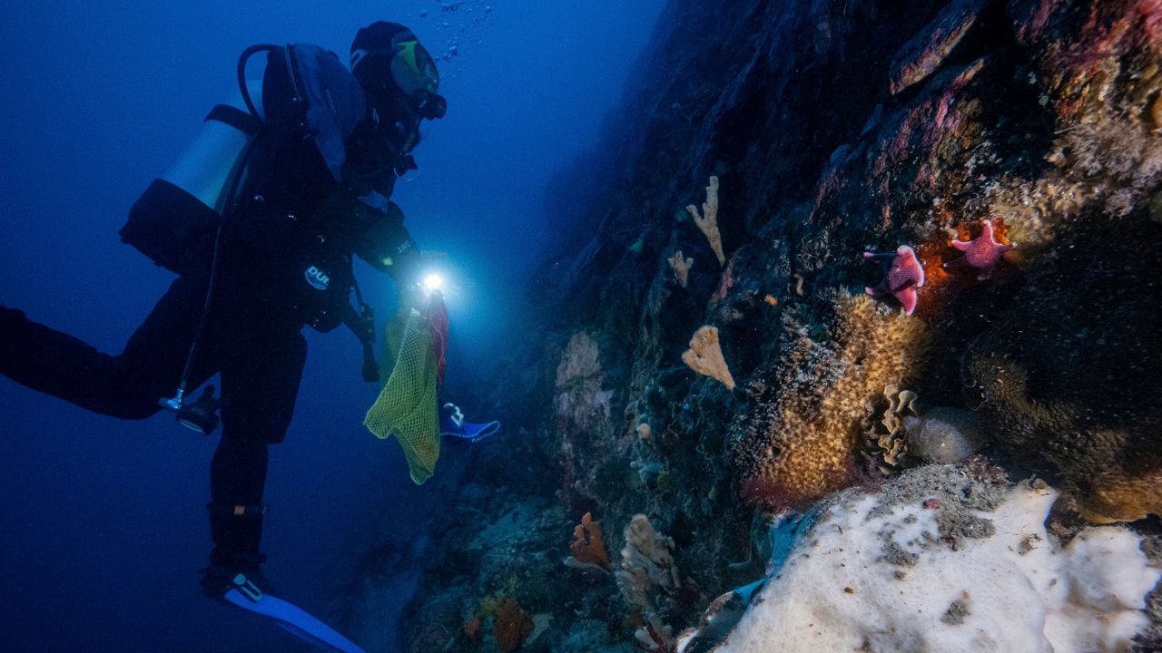 USF researching Antarctic sea squirt that could be tool in skin cancer fight