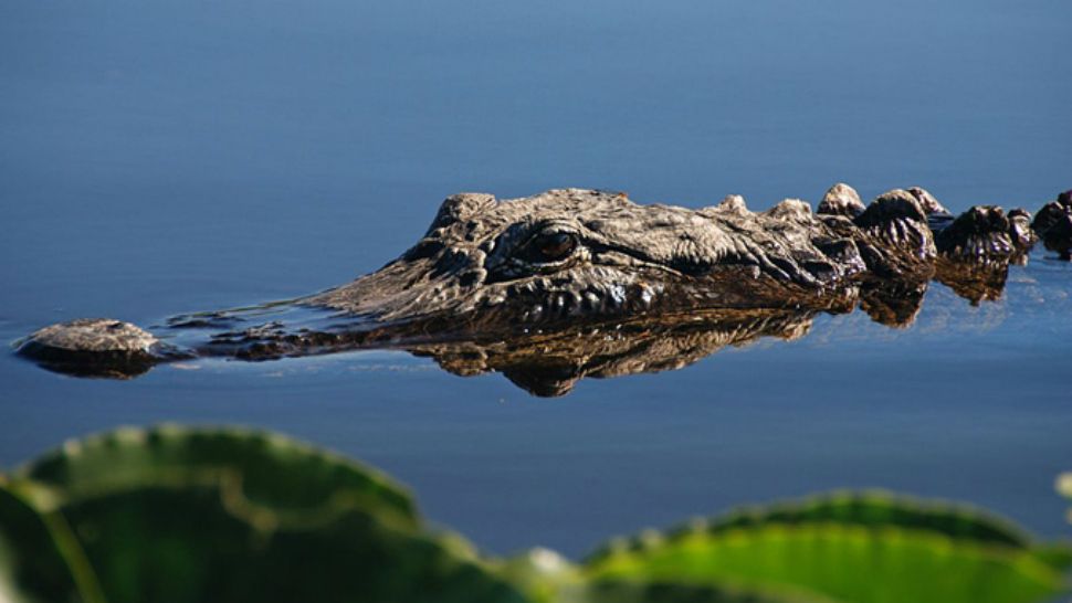 Alligator file photo
