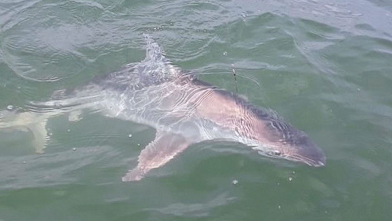 Got an opinion on shore-based shark fishing? FWC wants to hear