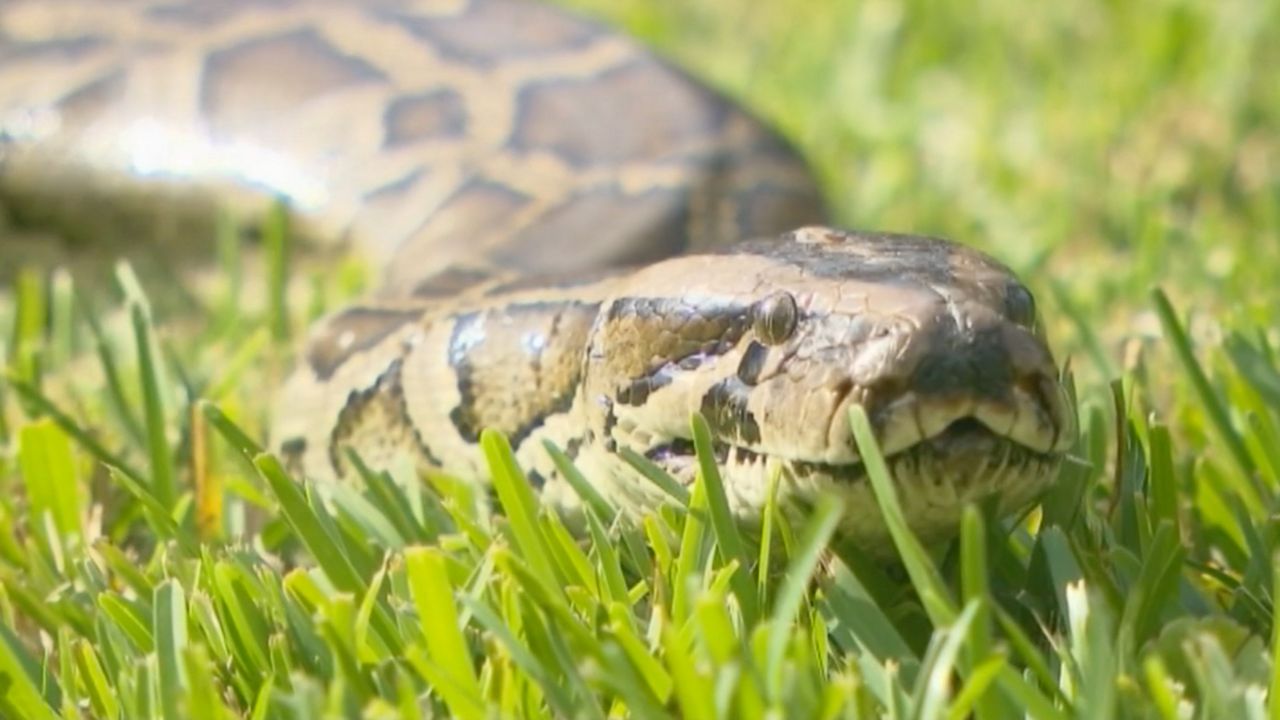 Foreign Parasite Infecting 1/3 of Florida Snakes