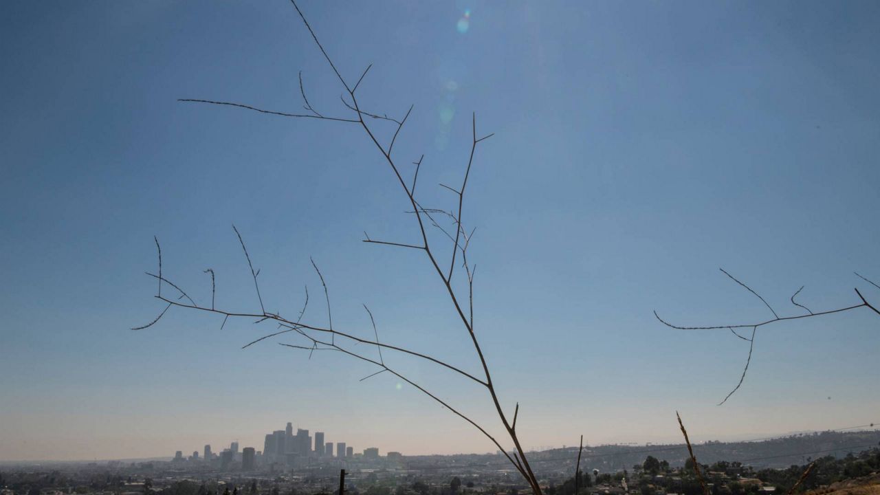 In this July 4, 2021, file photo, the Los Angeles cityscape is seen behind dry plants. (AP Photo/Kyusung Gong)