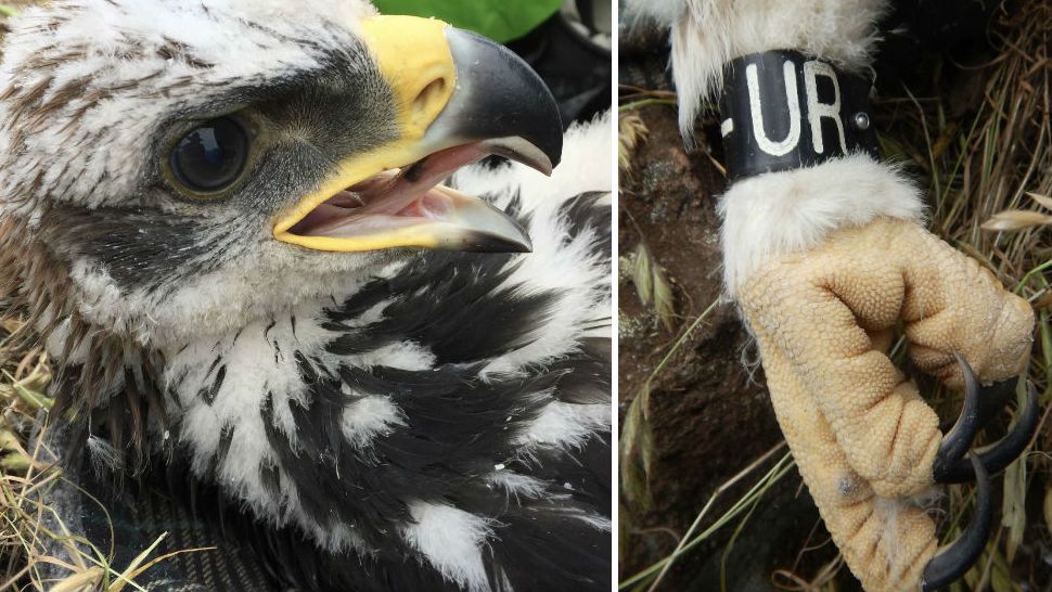 Golden Eagles Found In Remote Area Of Santa Monica Mountains