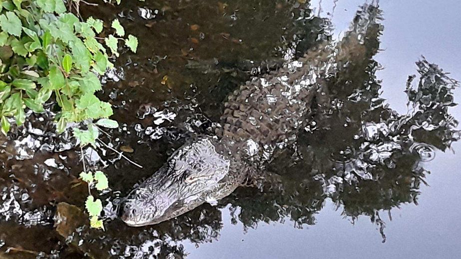 Bay area woman describes alligator attack near her home