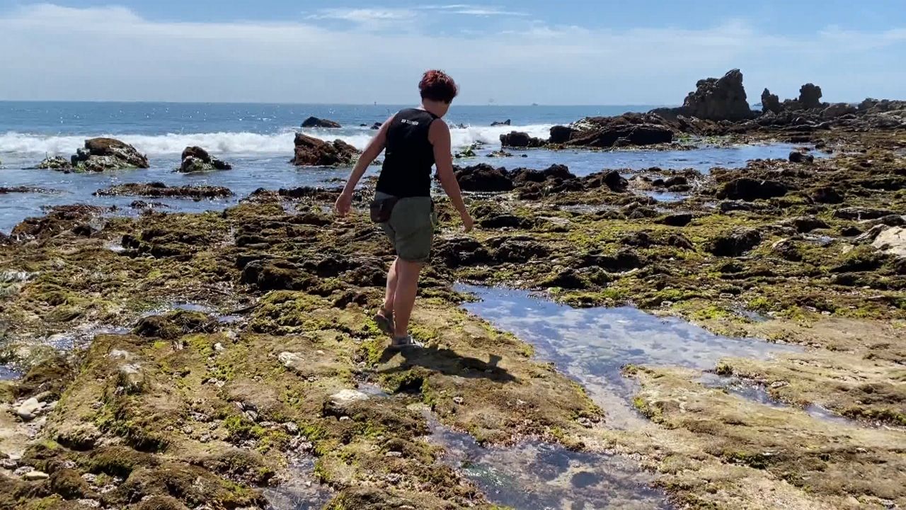 Exploring the tide pools of Little Corona del Mar