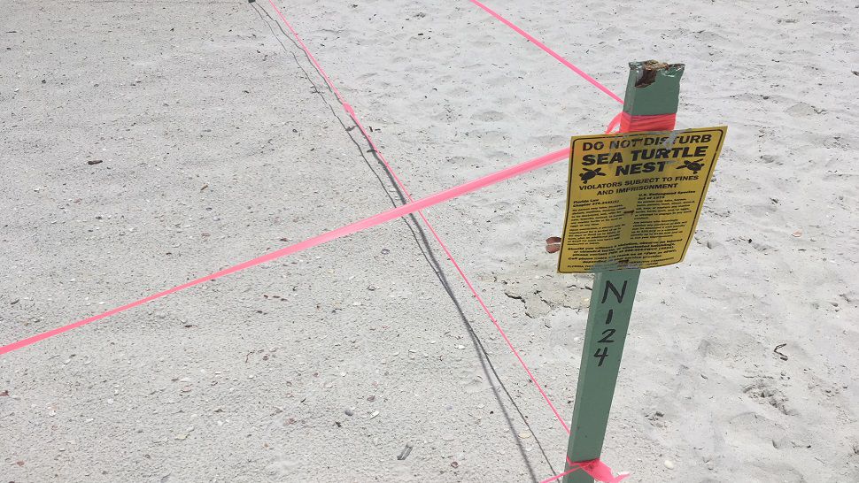 Items like tents and chairs left overnight can disrupt nesting sea turtles going to and from the water.