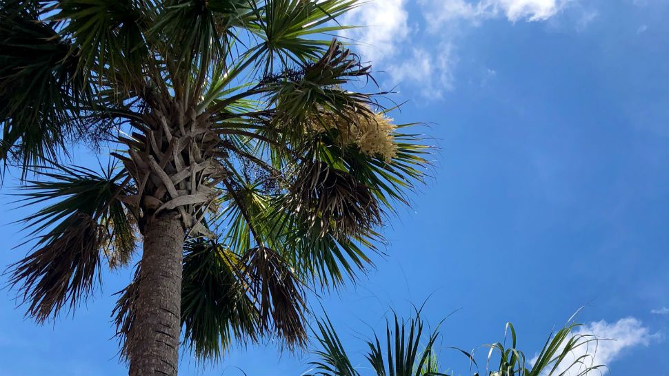 Submitted via the Spectrum News 13 app: A sunny afternoon in Palm Coast, Sunday, July 8, 2018. (Joyce Connolly, viewer)