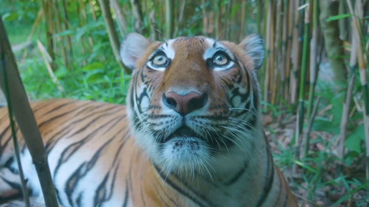 Tiger at NYC's Bronx Zoo tests positive for COVID-19