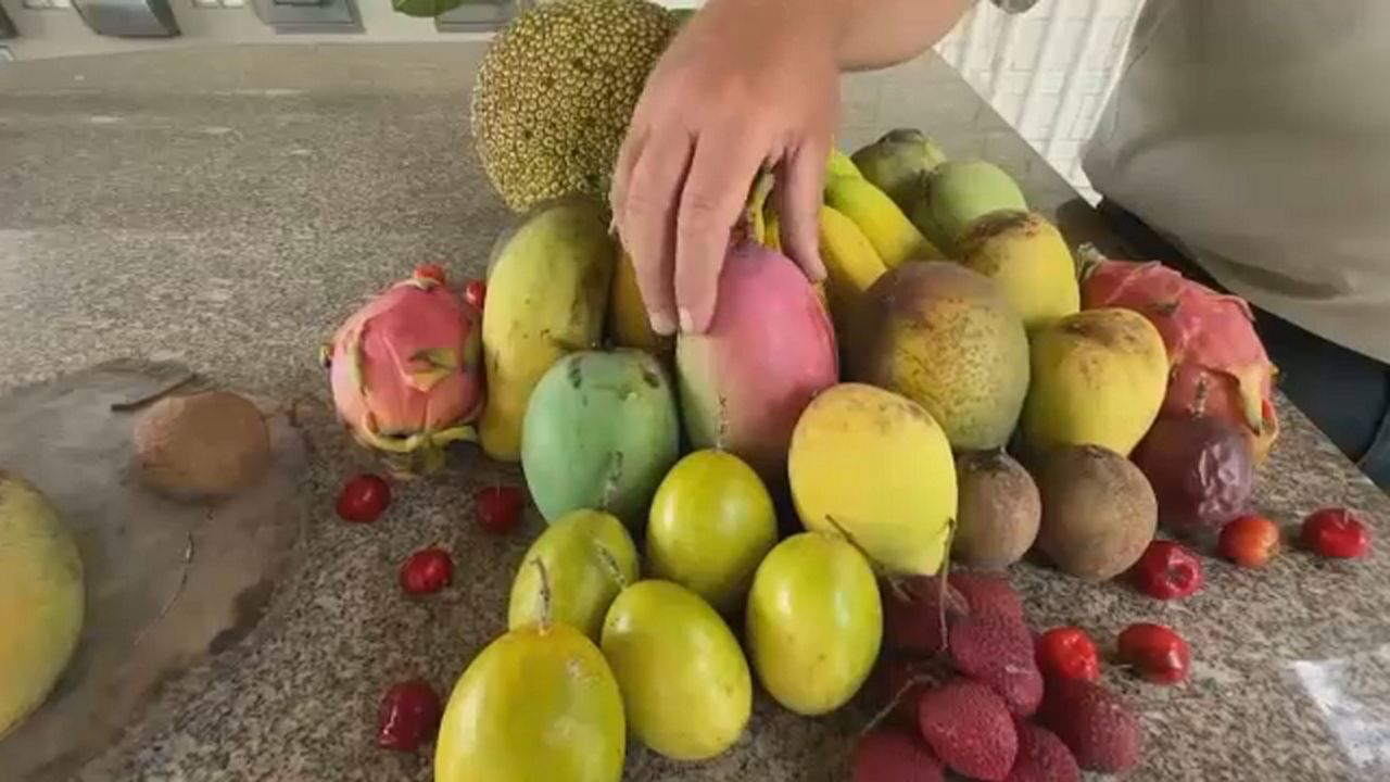 The festival offers an opportunity to sample numerous types of fruit, learn about fruits and vegetables, buy plants and listen to live music. (Spectrum Bay News 9)
