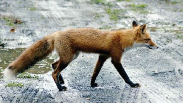 Red fox