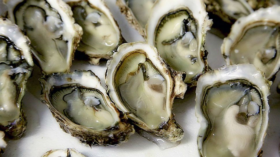 FILE photo of oysters. 