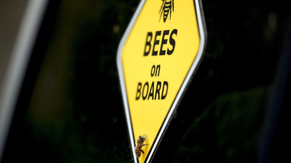 A bee rests on a yellow sign that reads "Bees on Board" on beekeeper Sean Kennedy's truck as he helps capture a swarm of honey bees and relocate them to a bee hive, Friday, May 1, 2020, in Washington. The District of Columbia has declared beekeepers as essential workers during the coronavirus outbreak. If the swarm isn’t collected by a beekeeper, the new hive can come to settle in residential backyards, attics, crawlspaces, or other potentially ruinous areas, creating a stinging, scary nuisance. (AP Photo/Andrew Harnik)