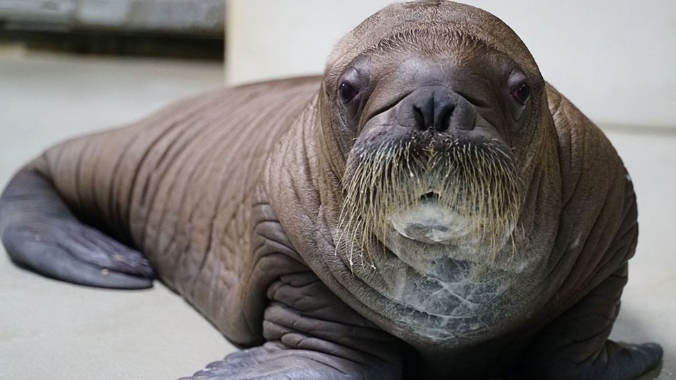 A female Pacific walrus calf was born at SeaWorld Orlando on July 3. (Courtesy of SeaWorld)