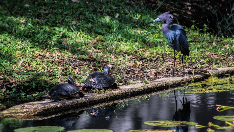 Sent to us with the Spectrum News 13 app: A little blue heron hangs out with a couple of friends in Orlando on Friday afternoon. (Jackie Mandras/viewer)