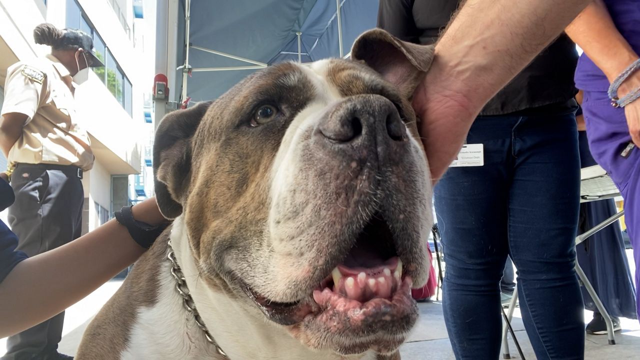 Nearly 1/3 of the US homeless population lives in California. This  veterinarian cares for the pets