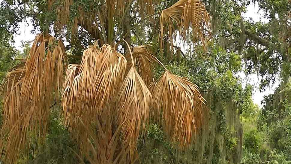 A palm tree infected with a tree disease called Lethal Bronzing. Once infected, a palm tree's survival time is about five months. (Amanda Salvucci/Spectrum Bay News 9)