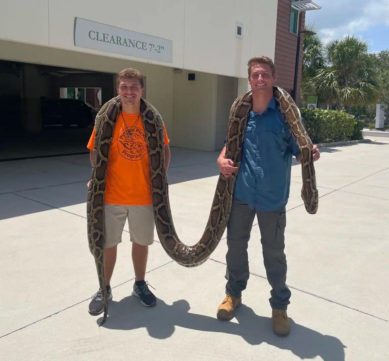 Record-breaking Burmese python caught in Florida