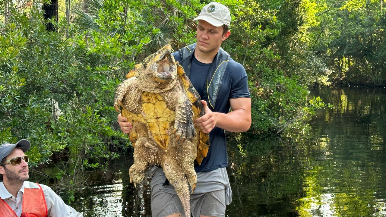 Alligator snapping turtles in Homosassa River region
