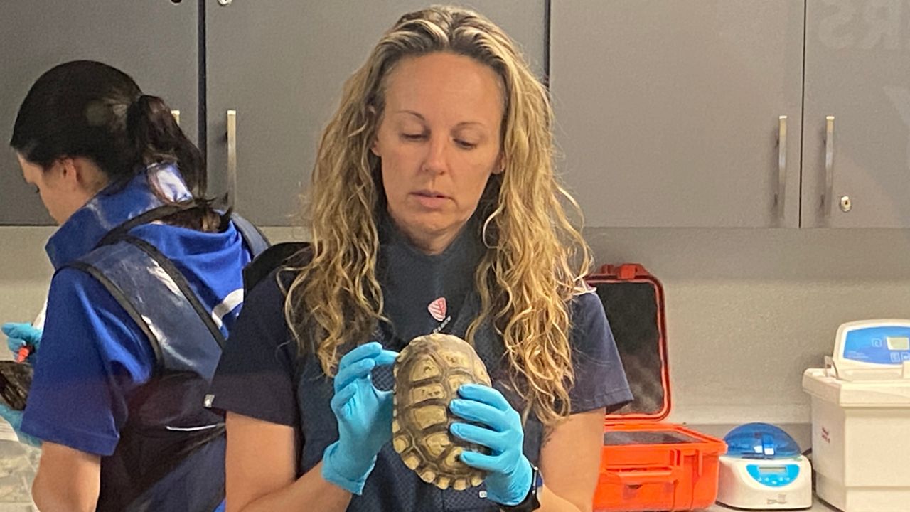 Animals that survived fire treated at Bay aquariums