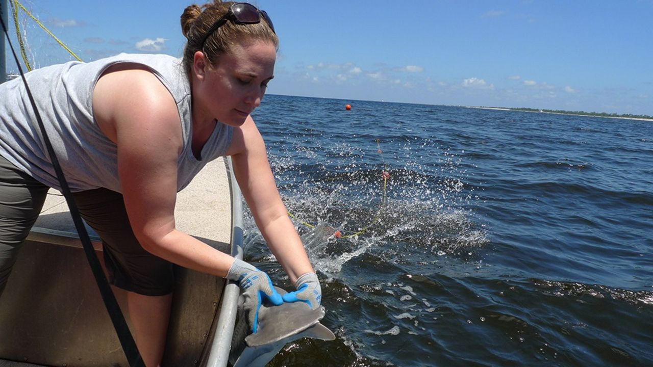 Florida Tech professor spotlighted on Shark Week shows