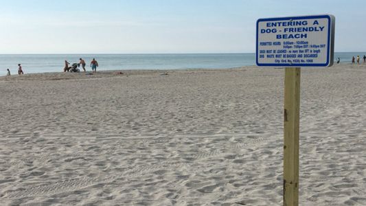 are dogs allowed on beaches in cocoa beach fl