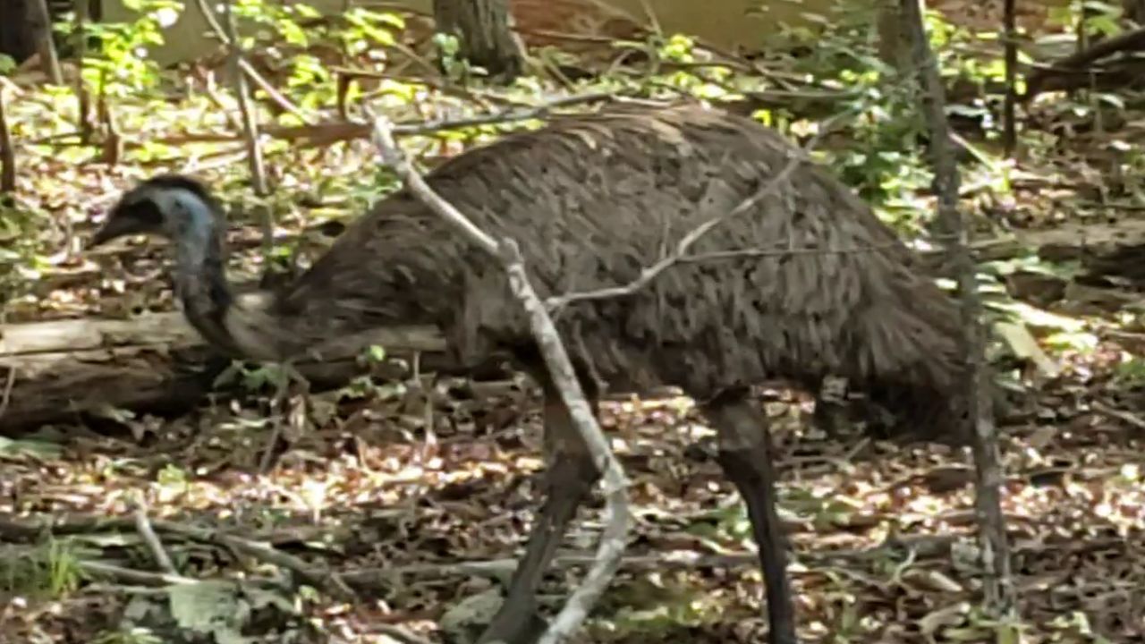 Loose Emu Roaming in Orange and Chatham Counties