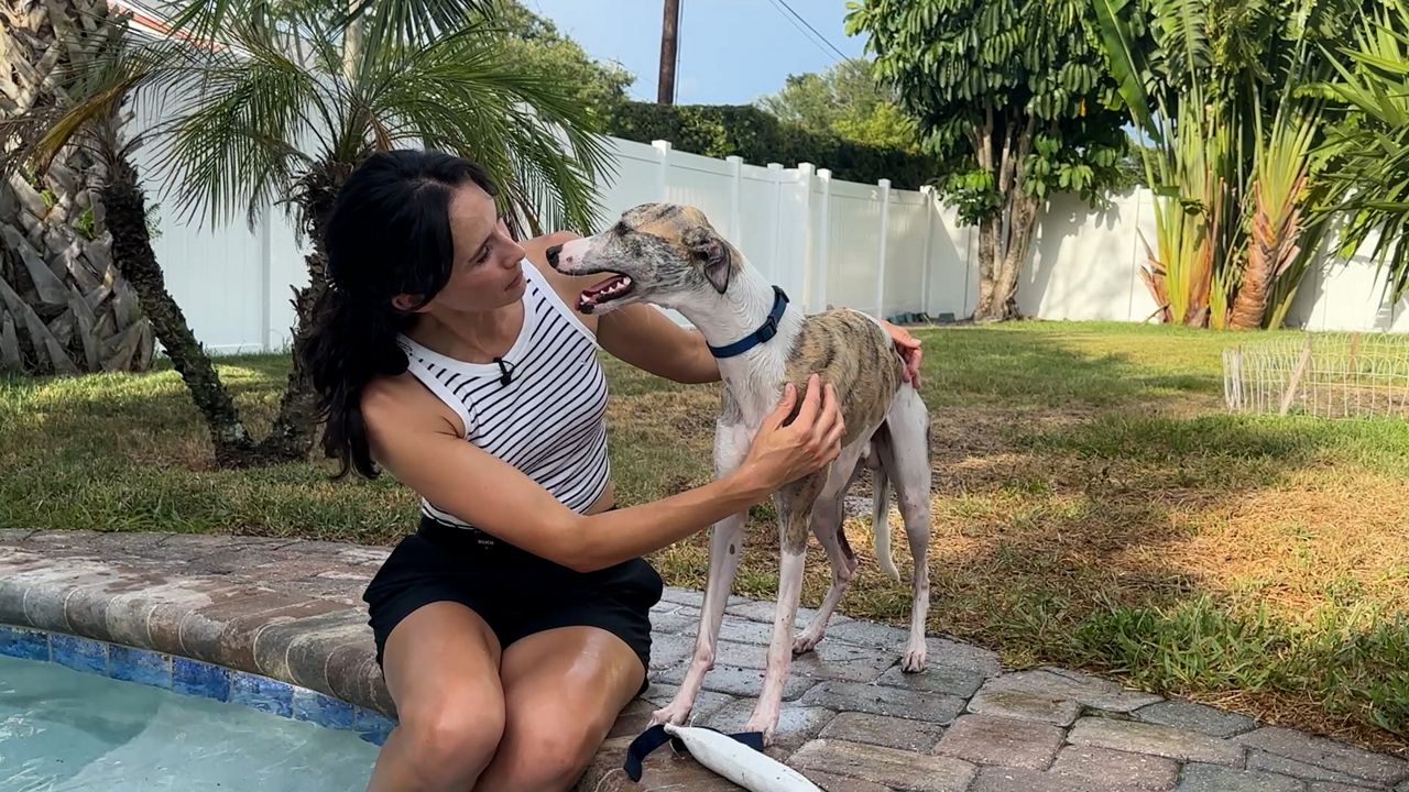 Lutz business hosts North American Diving Dogs competitions