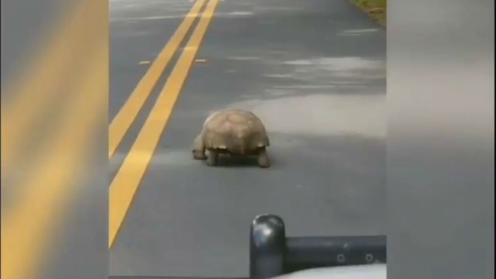 A Marion County deputy jokingly ranted about a slow pedestrian in the middle of a roadway. The pedestrian happened to be a tortoise. (Marion County Sheriff's Office, Facebook)